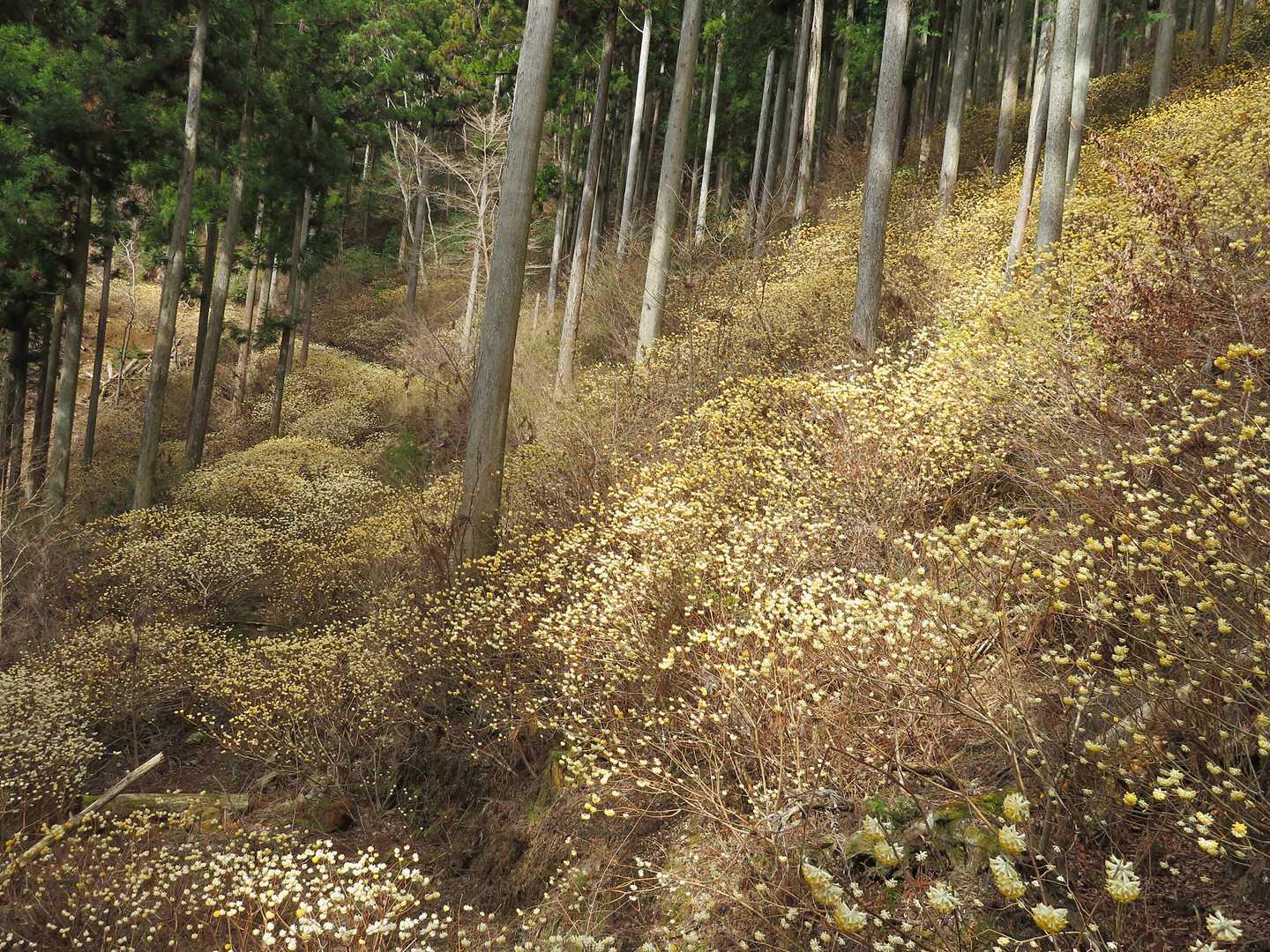 鳶ノ巣山 往復コースの写真
