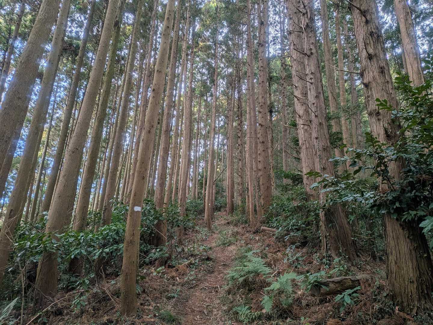 僕は花粉症ですが、杉アレルギーではありません