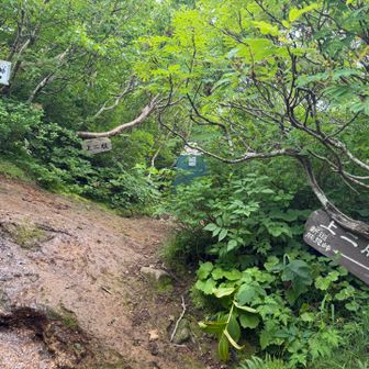 上ニ股から熊見峠(新道)に向かう