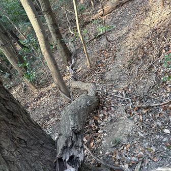 行きは良い良い帰りは怖い😱が如く下りの道が急登と言うよりほぼ崖っぷちレベル。