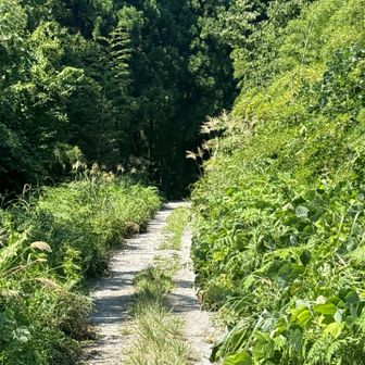 真ん中の草を踏みながら歩くと歩きやすい2