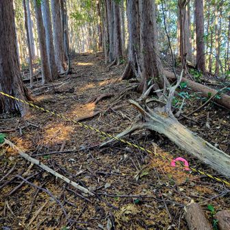 虎ロープでふさいでありましたが、ごめんなさい、お邪魔します🙏

追記
以前の法明寺山～星山～トワ山のヤマレコを読んでいたら、これは東海自然歩道が崩れる以前のハイカーへの、自然歩道から外れない為の物ではとありました。
なるほど🤔