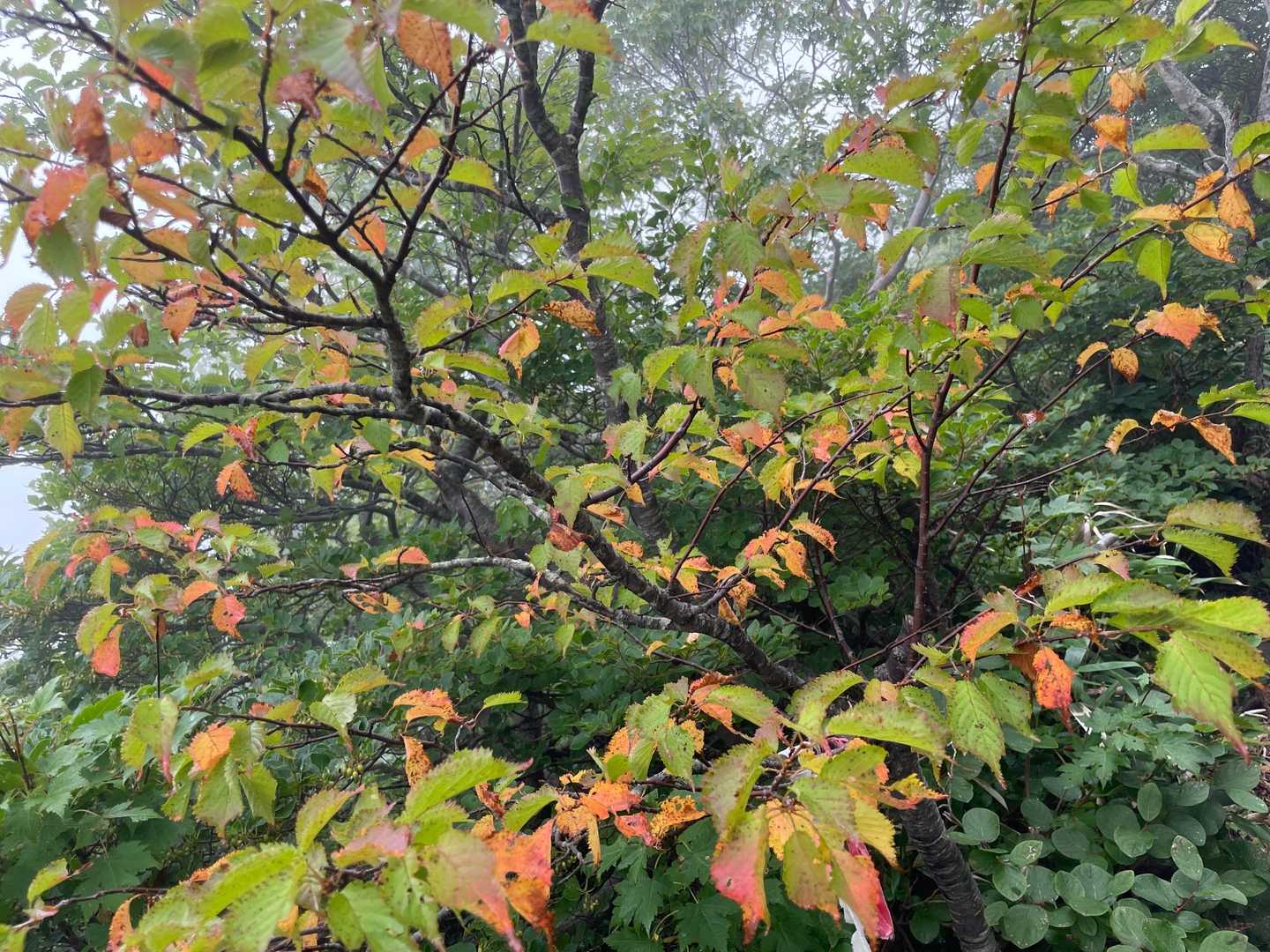 紅葉が近づいていますねー^ ^