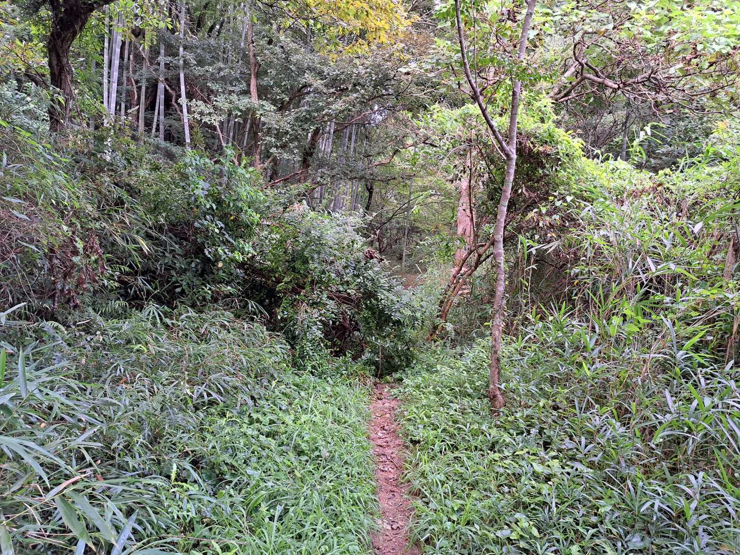 昨年までスズメバチの巣があった木の横の道が山側の倒木により塞がれてる！でも、通れます。
昨日の皆さんの活動日記を見ても誰も触れてないので、今日倒れた？