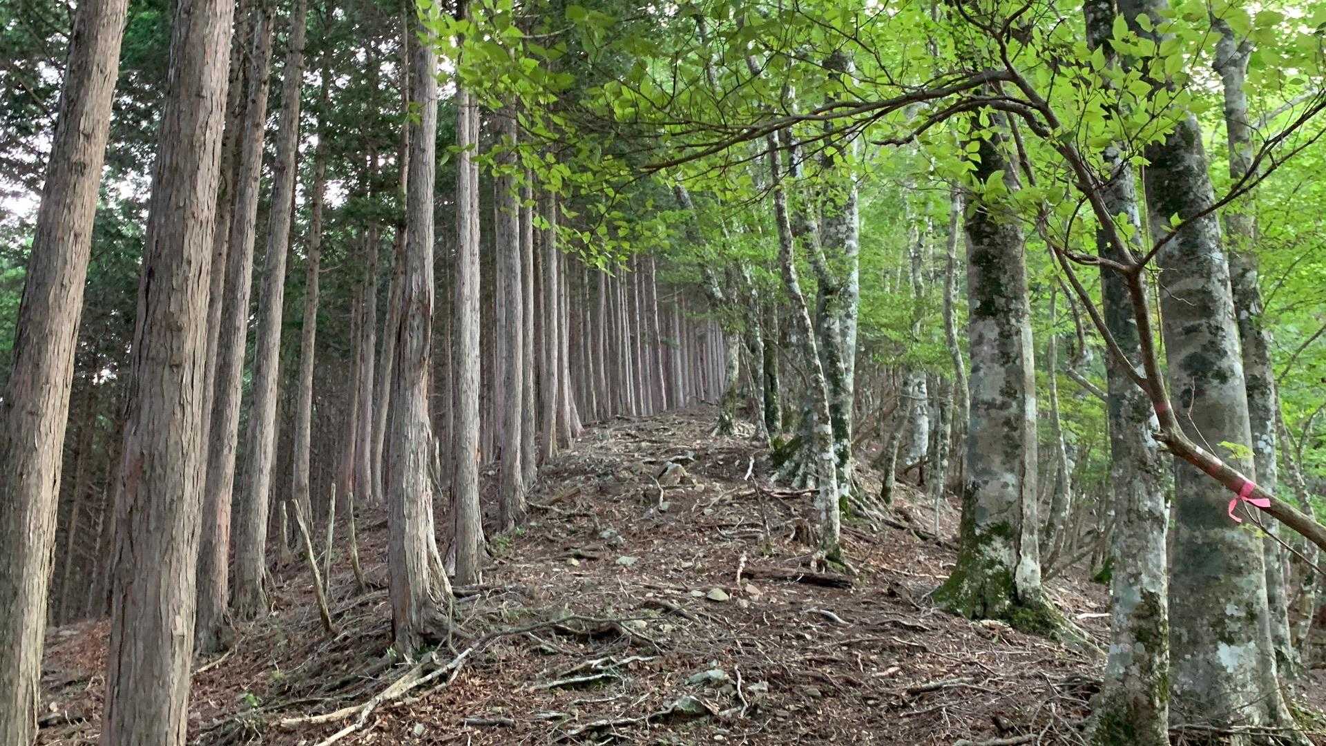 左はヒノキ、右は原生林、こんな感じの道が続く