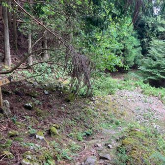 下の分岐点
行きは、沢沿いを登りました。右側。
帰りは左側を降ります。