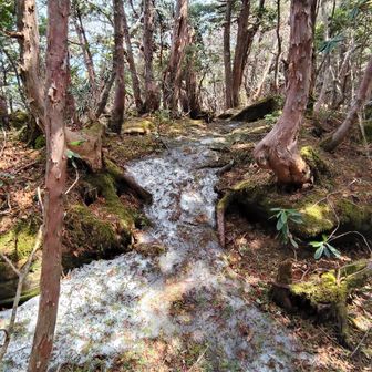 東赤石山の三角点に向かう。
道中には残雪❄