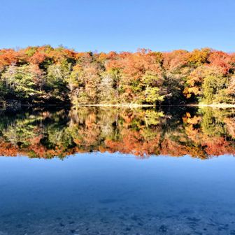 静ヶ池
名前の通りいつ来てもほとんど風が吹かない静かな池です。
おかげできれいな水面に反射した上下対象の紅葉が取れました