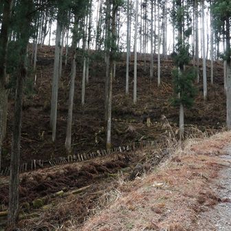 椎茸のほだ木が並んでいます。ちょっと古いね