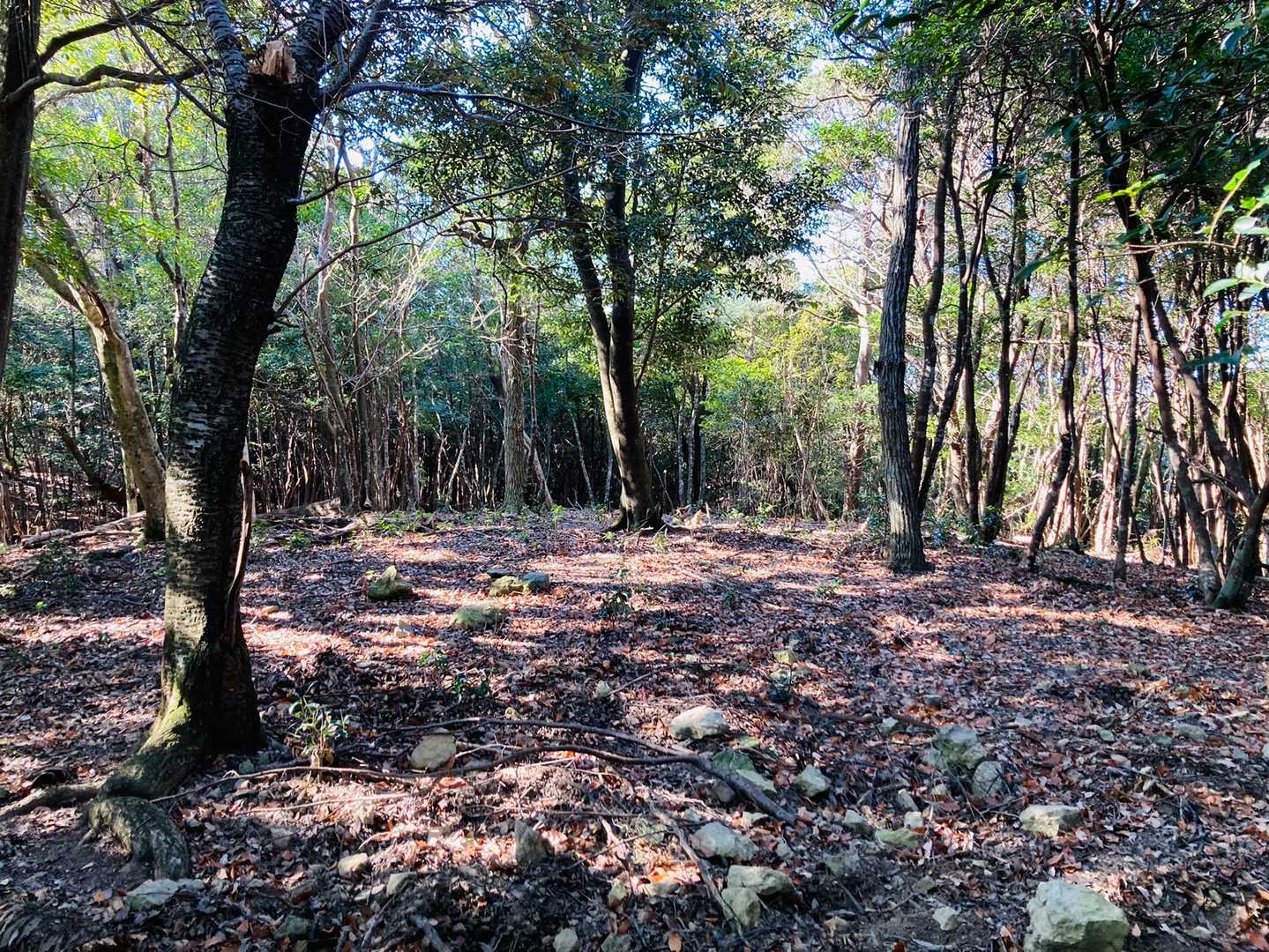 宝蔵山山頂