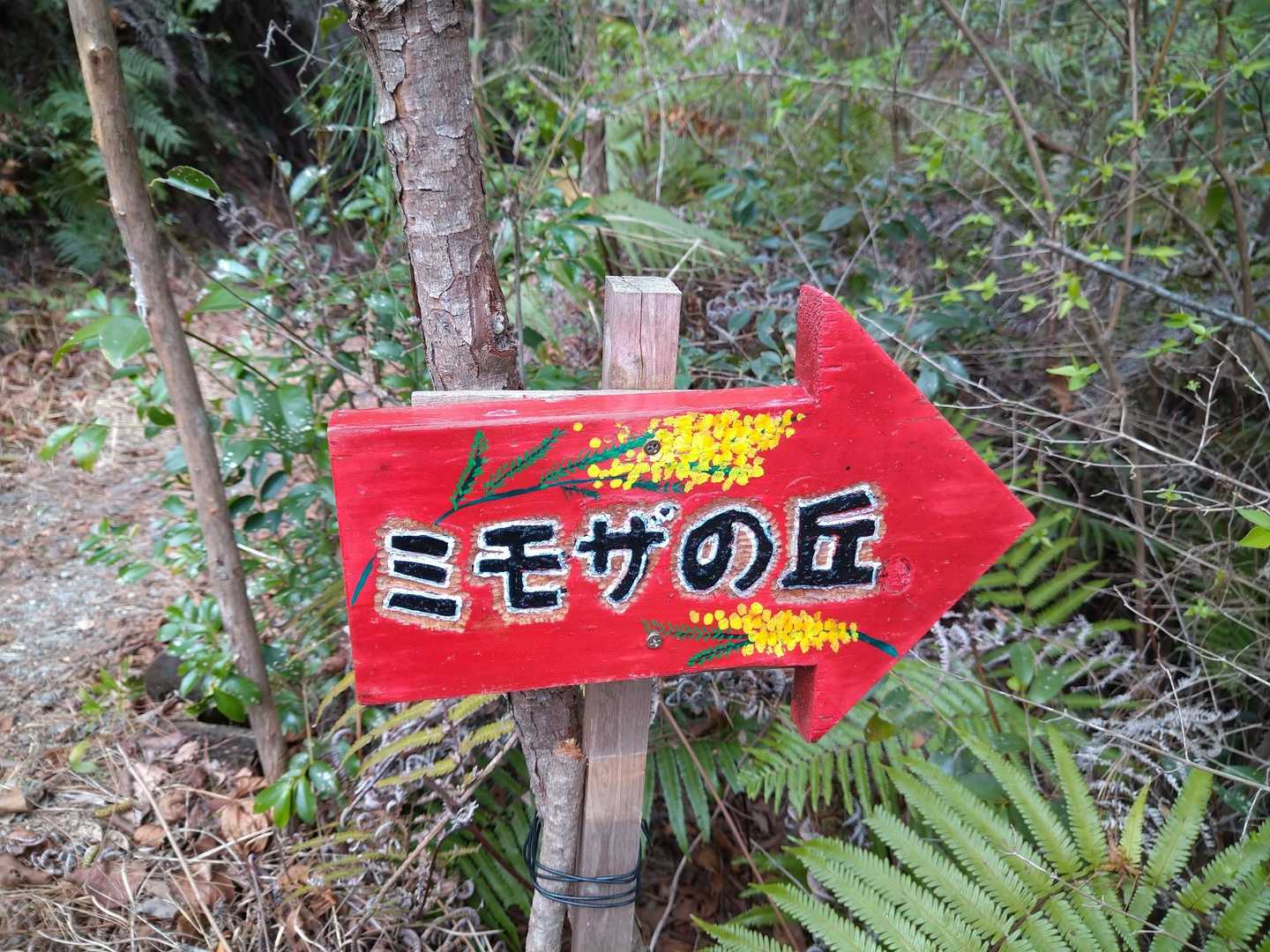 ミモザの丘へ