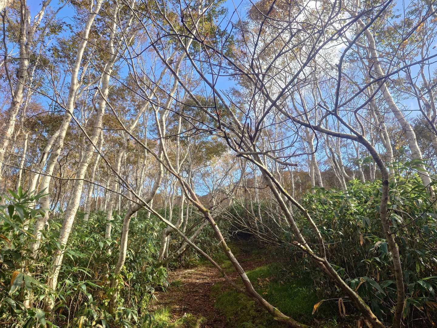 白樺山だけに白樺だらけ