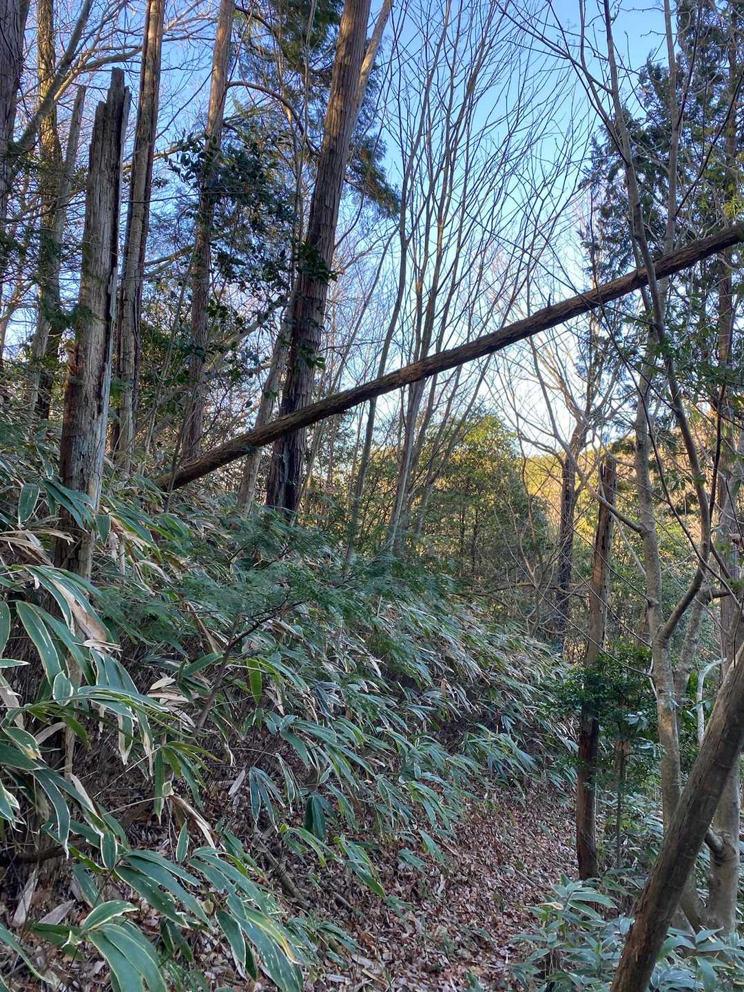 今にも倒れてきそうな木🙄
注意した方が良さそう👀