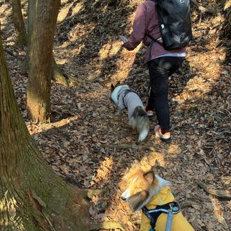 山道大好きワンズ🐶