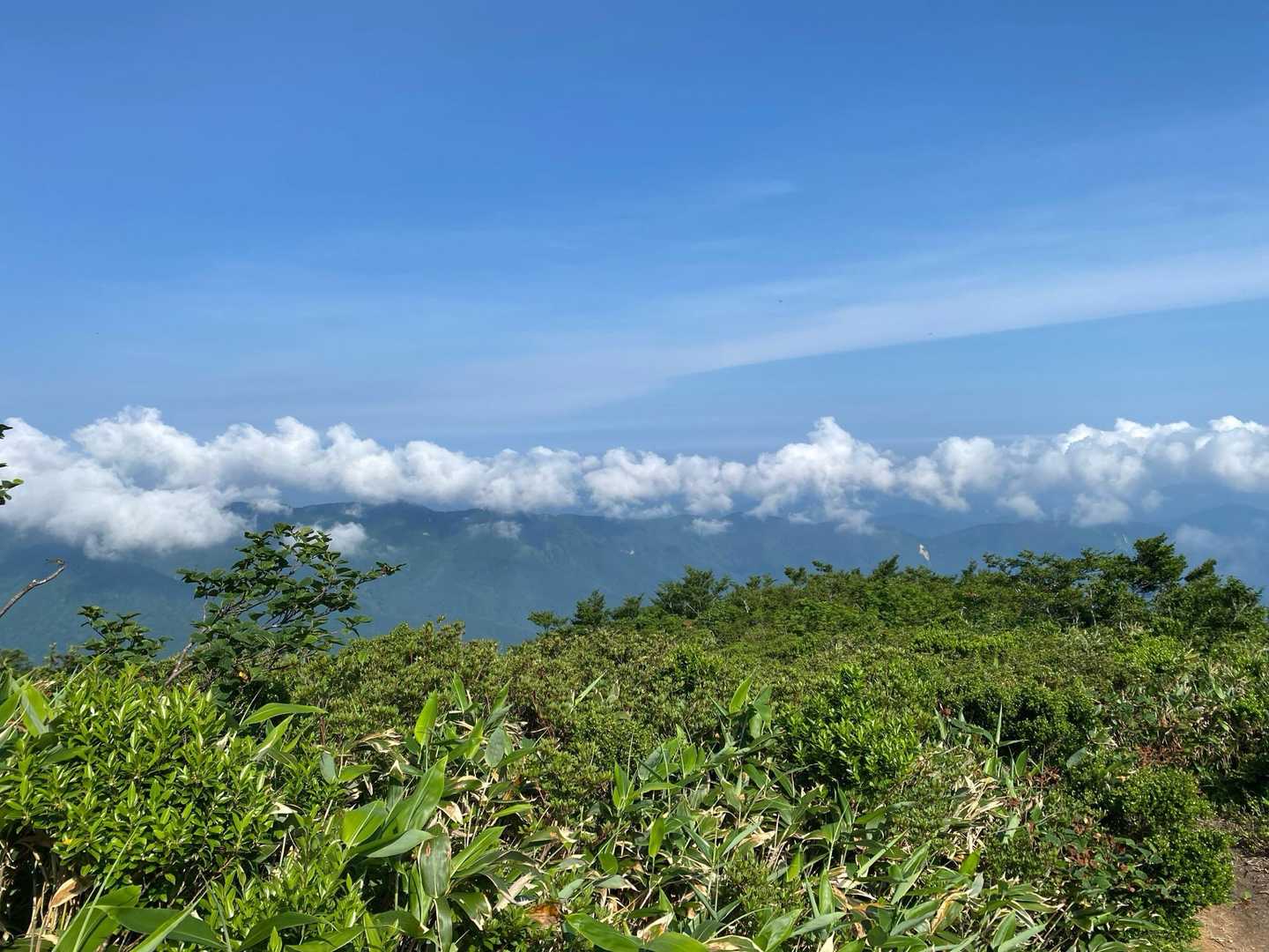 緑が濃い夏の山