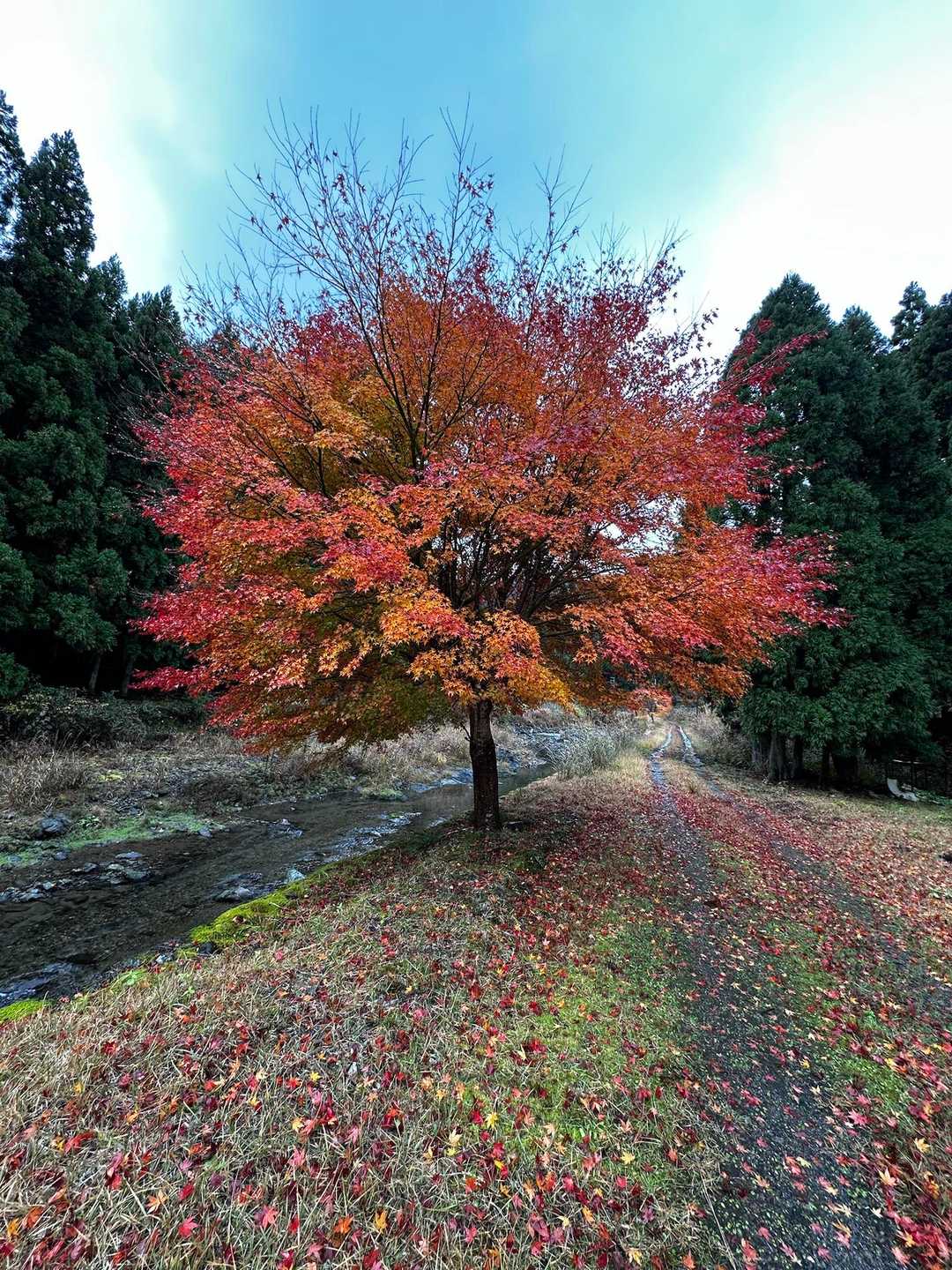 平バス停-アラキ峠-権現山 往復コースの写真