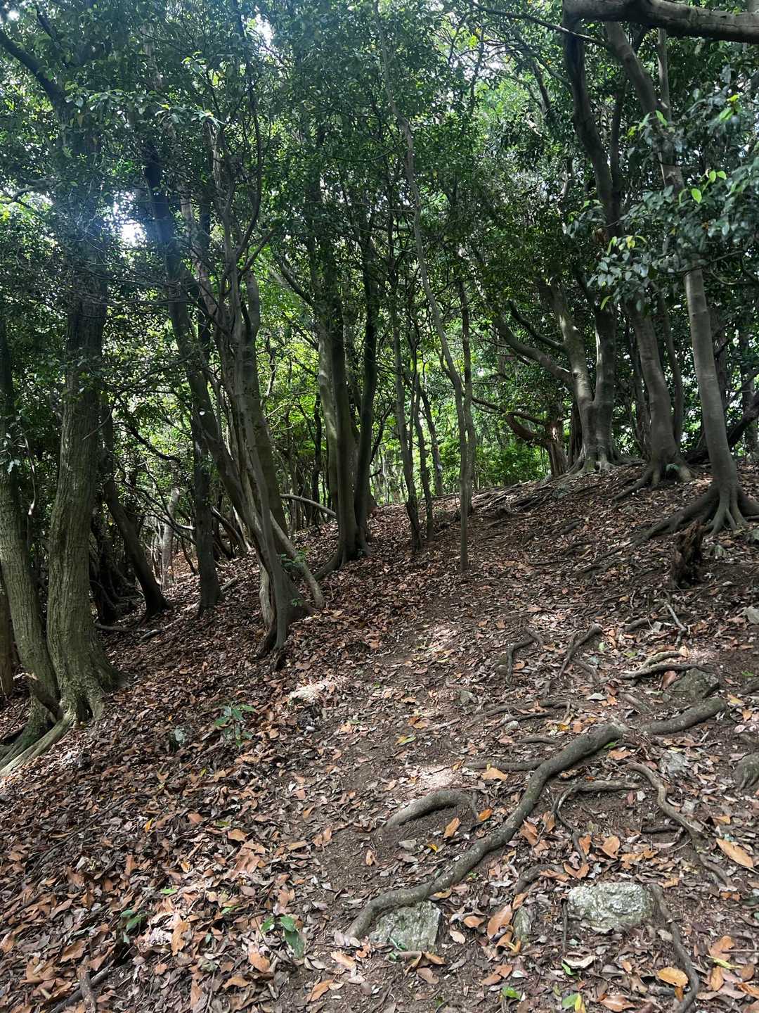 烏帽子岳 往復コースの写真