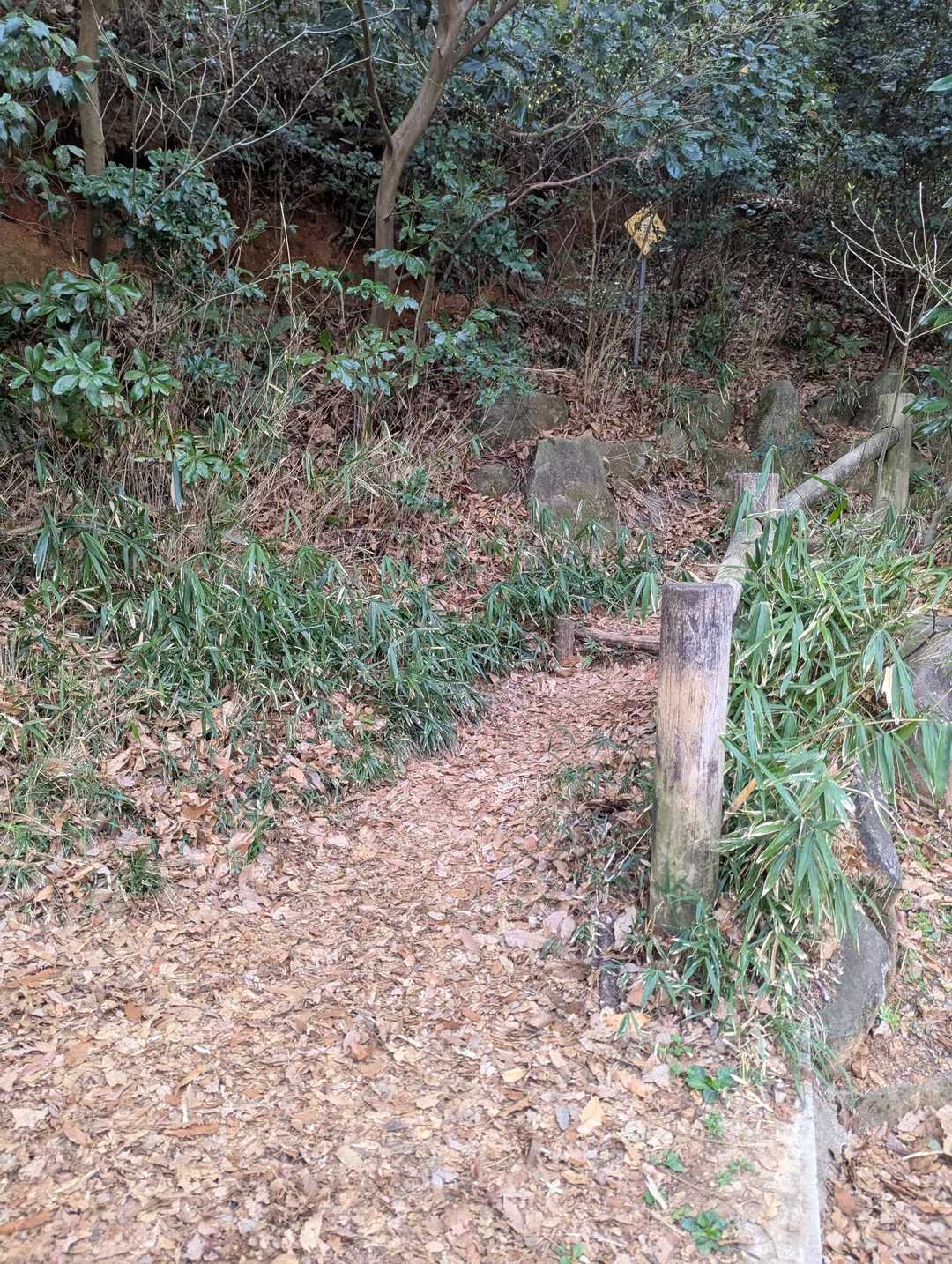 いきなり急登スタートはキツイけん、
右側の　やや緩めの登山道から
登って行きます🚶💨　