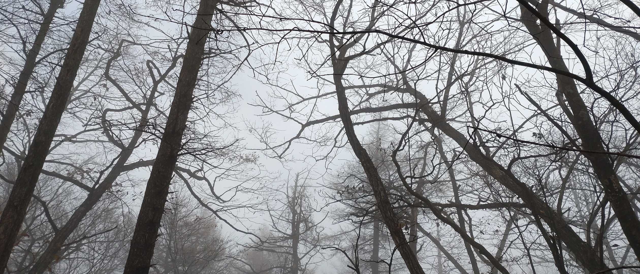 星尾峠-荒船山-荒船山 往復コースの写真