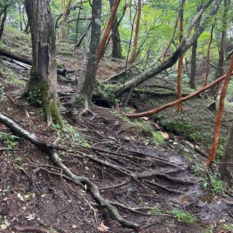 この根っこは　歩く方向に足を🦶置くと　必ず滑ります🚨