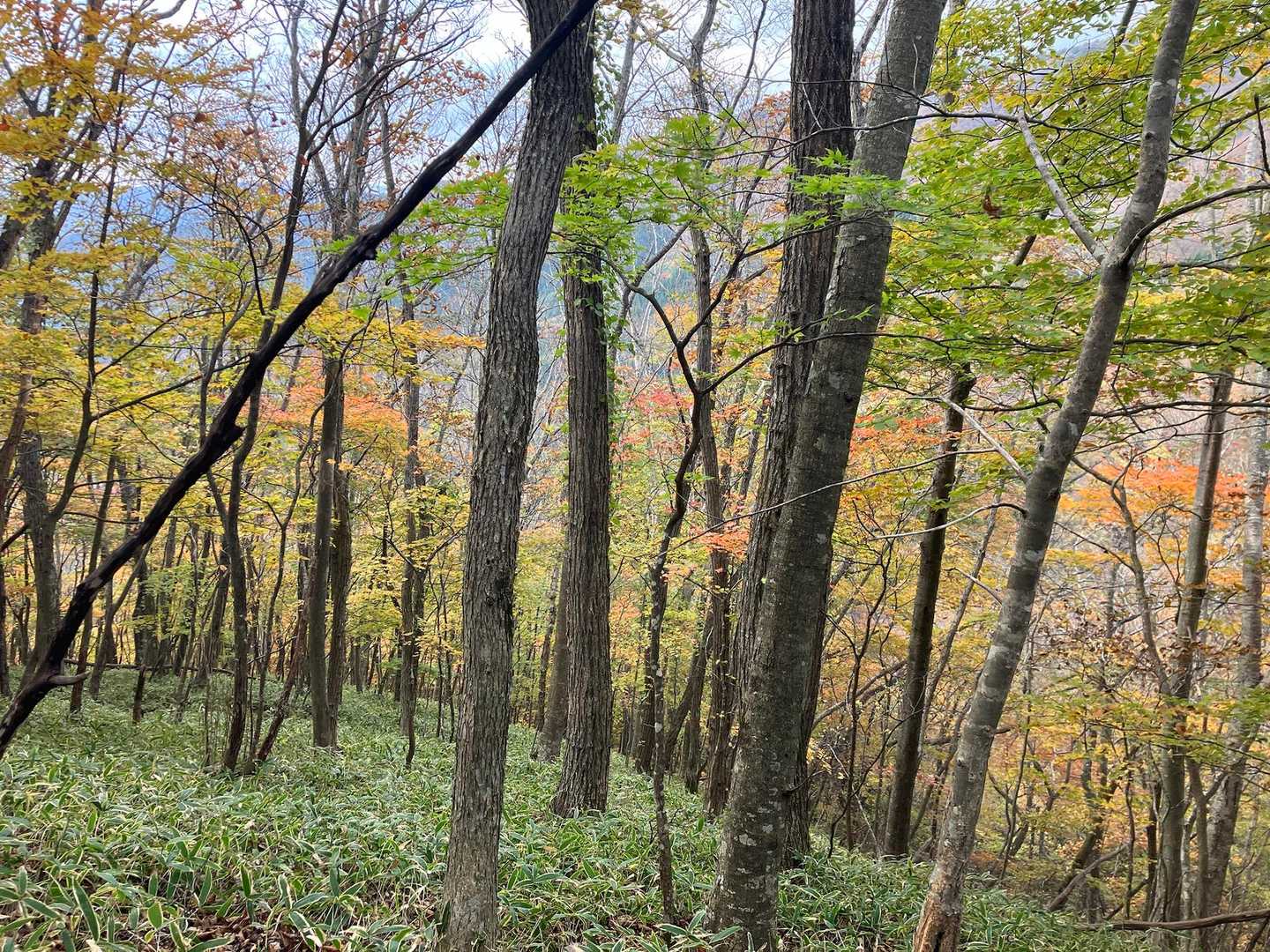 紅葉エリアまで戻って来ました。