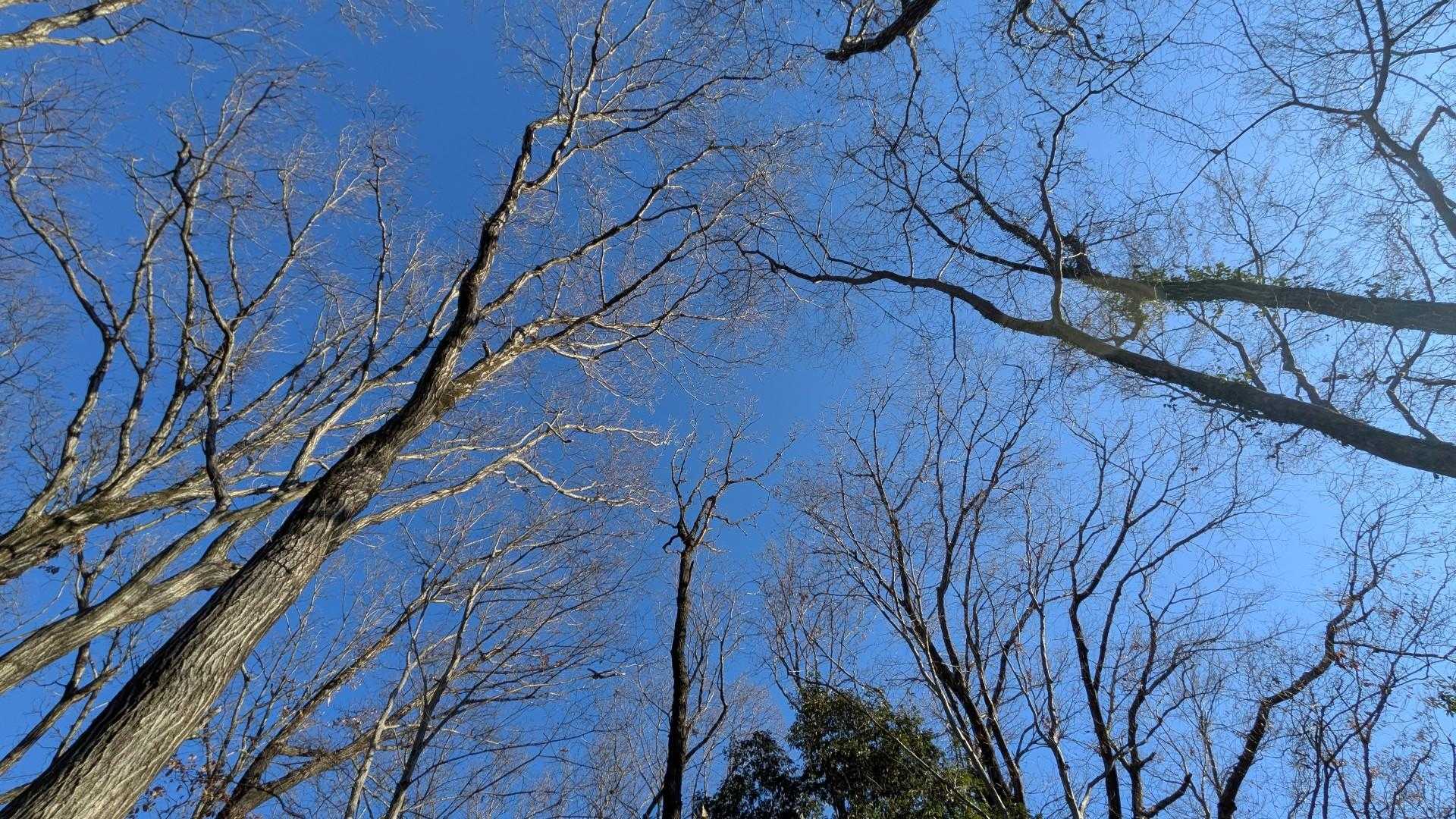 空が高い。