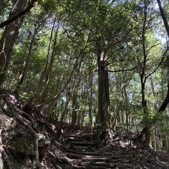猿投山スタート！
ここからではなく
林道へ行きます
クロちゃんに会えるかなぁ

途中　木の上から
キビタキから鳴いてる
口笛で会話するよ
わからないけど
会話してる感じ
