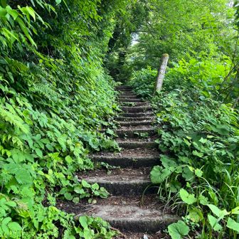 はじめての夏山、夏の緑が新鮮