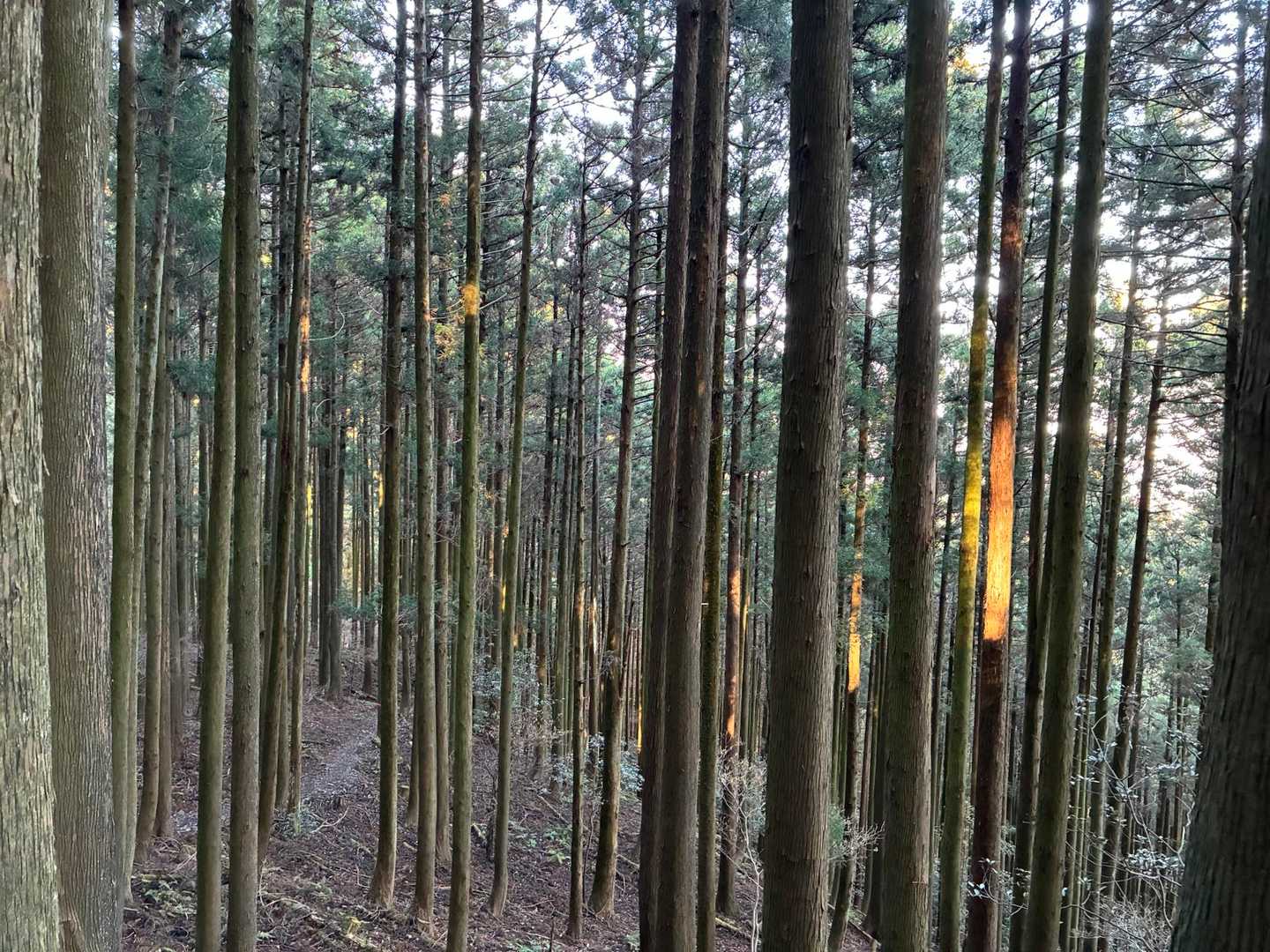 下山の途中。
太陽の光が眩しいほど。