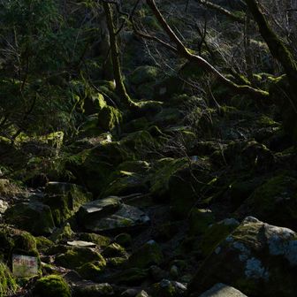 苔むす岩もシットリといい雰囲気😉