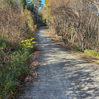 山頂迄は車道歩き⁈