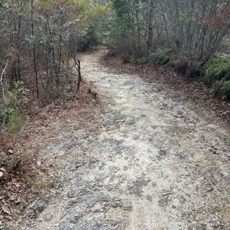 あれ？遊歩道ちゃうよね…
そこそこ急だわ😅

娘の様子が変だ💨💨💨笑
はあはあ言ってる😅
