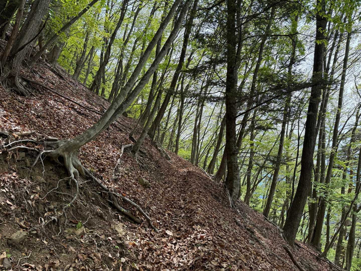飛龍山（丹波バス停）＜ミサカ尾根＞の写真