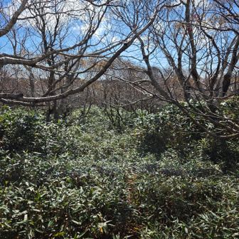 分岐点までの道はピンテ頼りに歩きましたが、笹が多くて不明瞭箇所多し😰
都度都度地図確認しながら歩きました💦