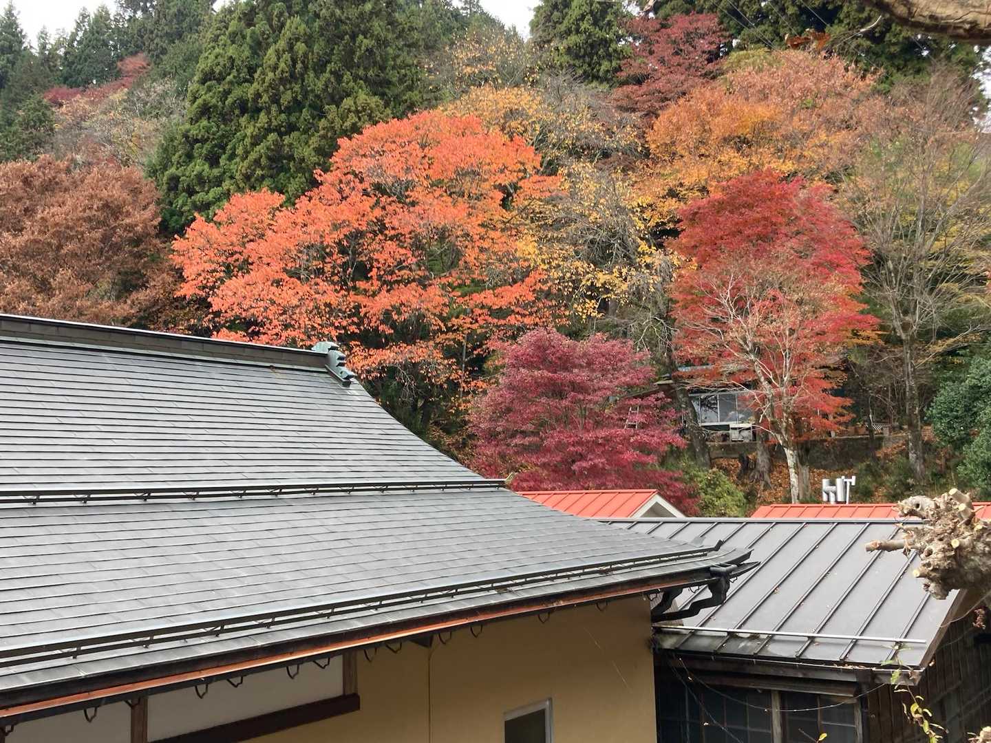 うひょー！　いい景色🍁