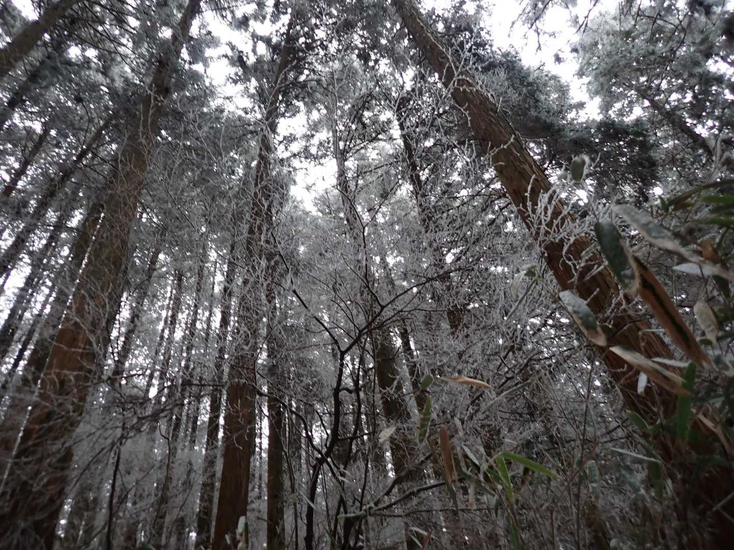 霧氷が出てきた