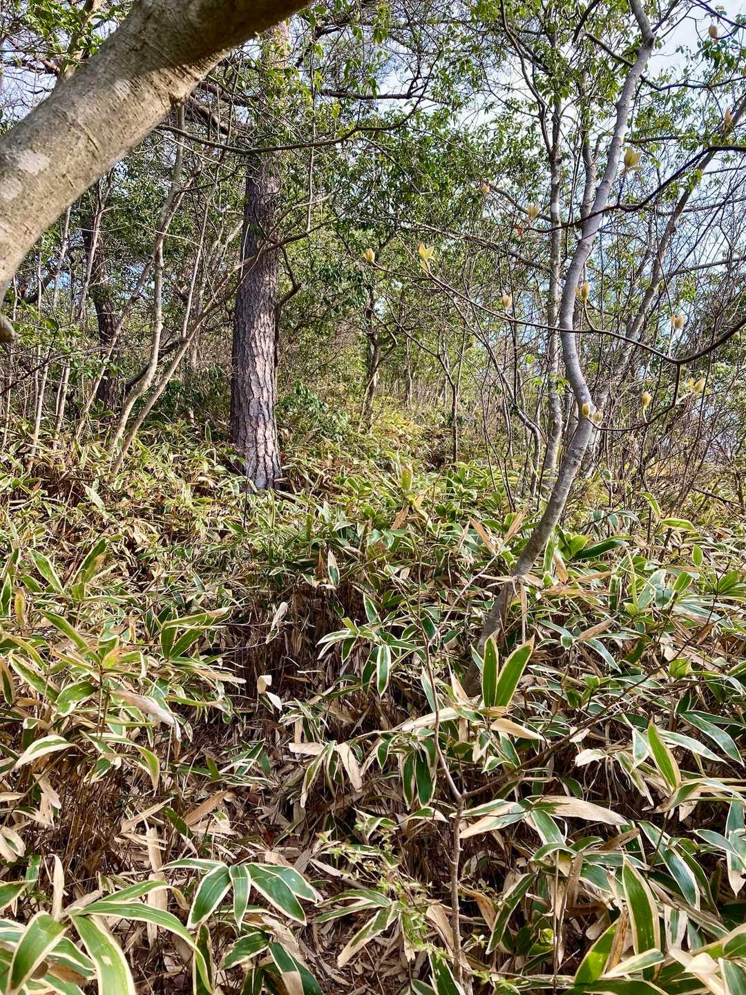 感応山を過ぎると藪漕ぎと急登の連続…🌿

足元が見え辛く倒木に蹴躓く…👣🪵☹️