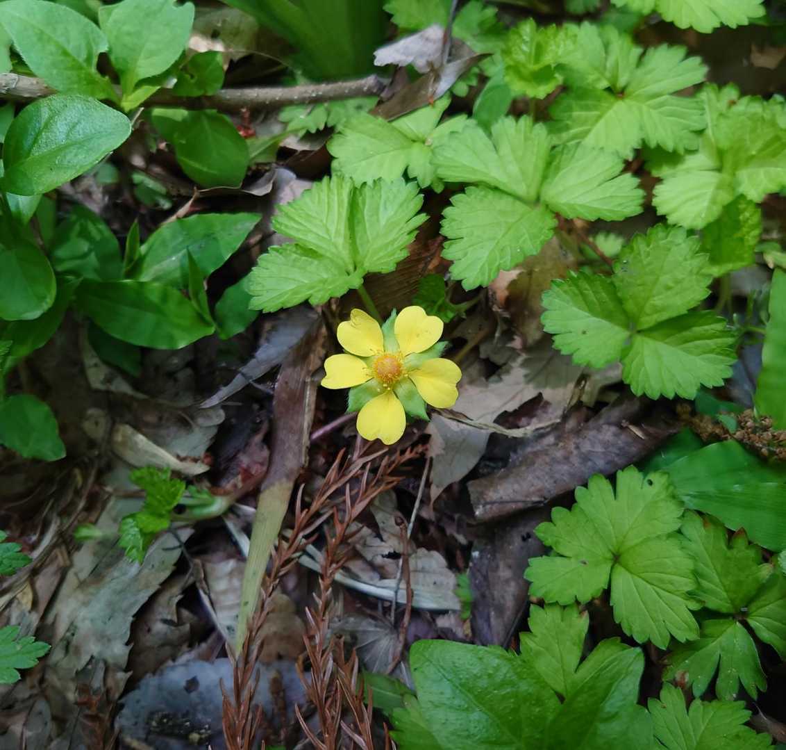 小谷山 周回コースの写真