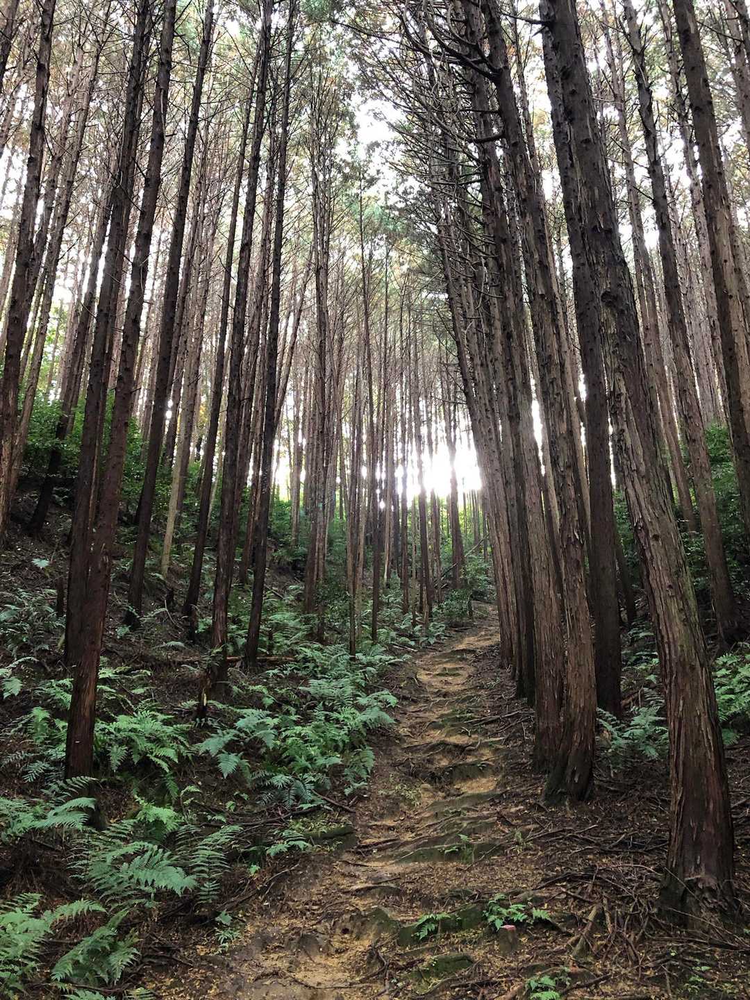 まっすぐな道