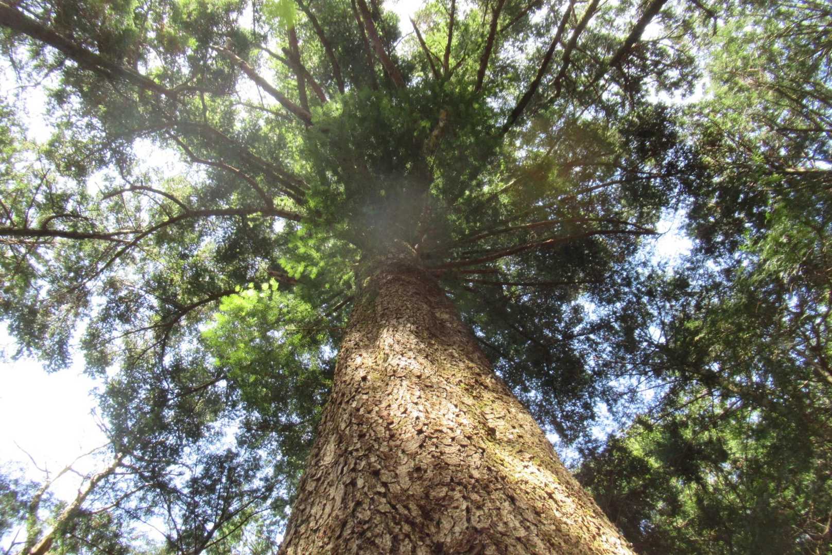 この大きなのはモミ（樅）の木かな?