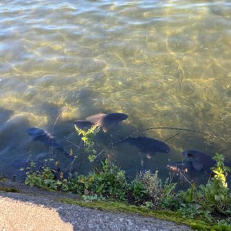 今日も元気に泳いでた🐟
キャンプ場近くのトイレ、冬季閉鎖になってた😲
スノーピークキャンプ場入口のトイレが使えるようになってた！
