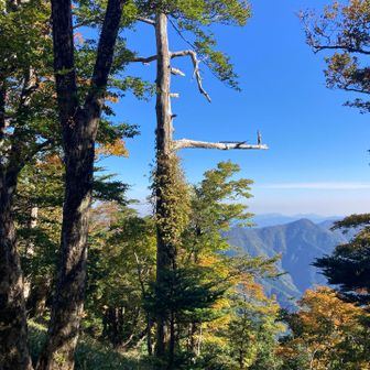 宿木には最高すぎる🌲だけど🦅居ない…