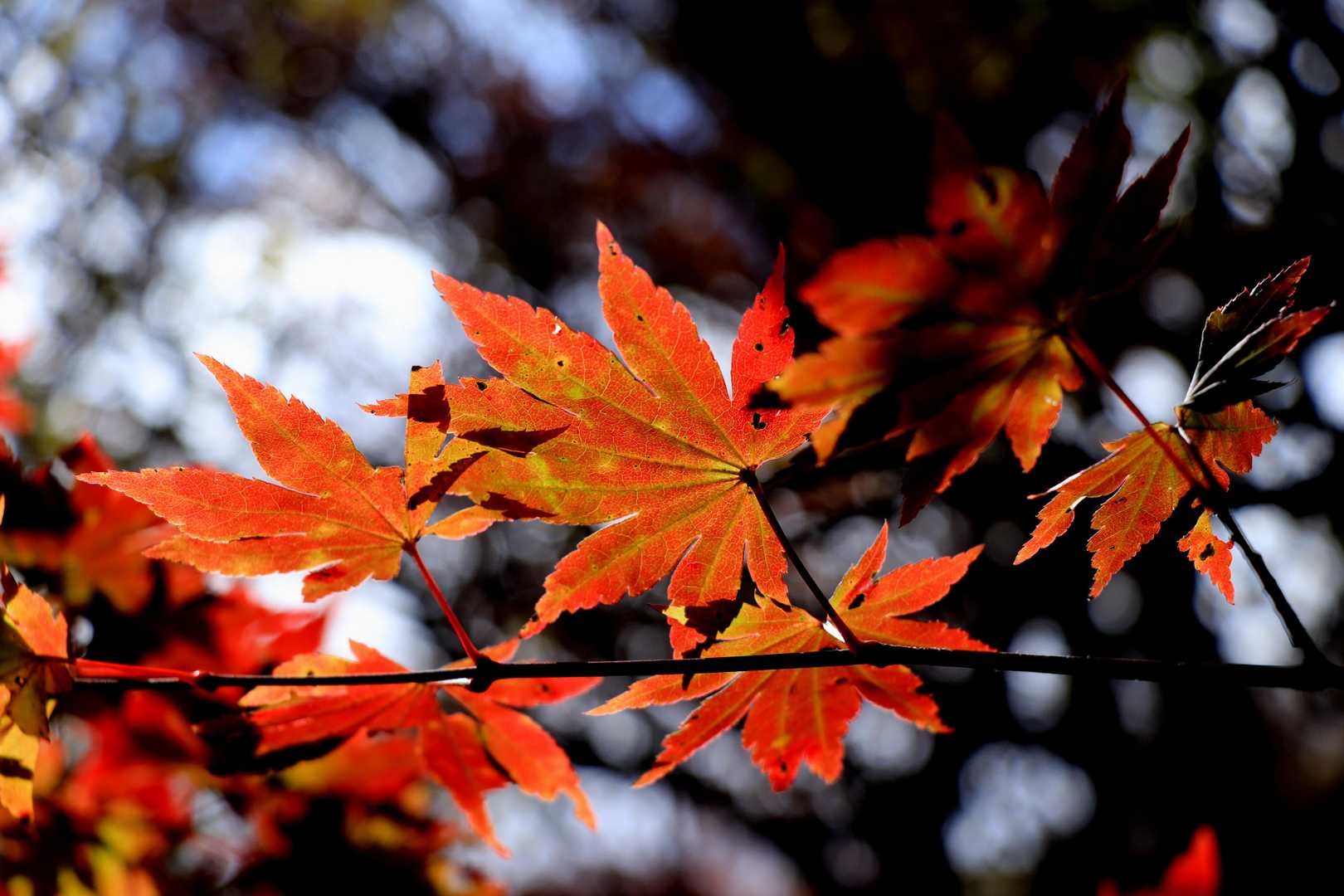 🍁が