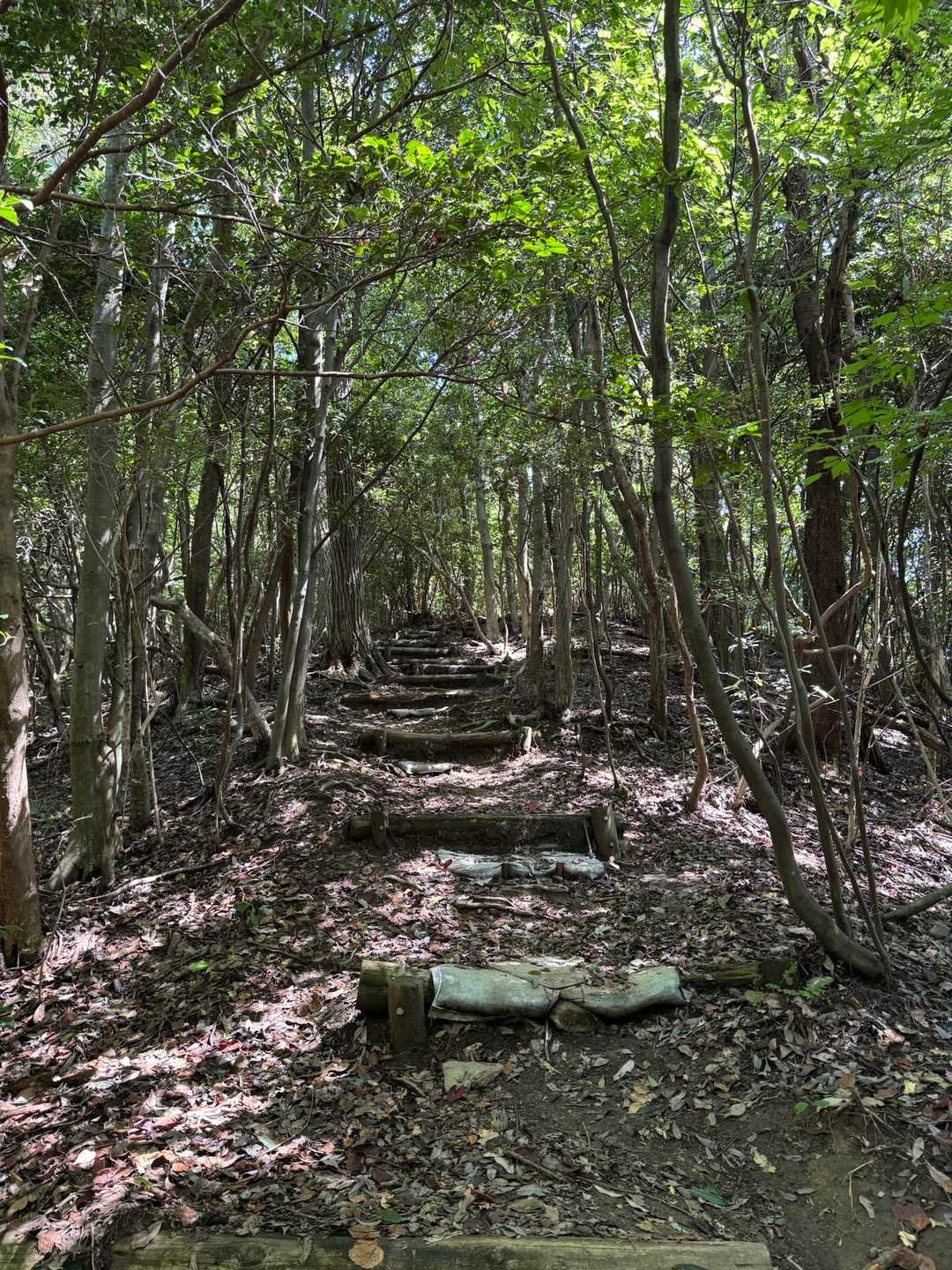 元岩巣山 周回コースの写真