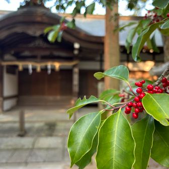 15.縁起の良い木

神社に縁起の良い木としてよく植えられてます。この時期は赤い実を実らせるが食べてはダメ🙅‍♂️

・クロガネモチ（黒金餅）
モチノキ科 モチノキ属 常緑中高木
名前からお金持ちになる縁起の良い木と言われている。冬期には赤い実をつけ鑑賞価値が高いが毒があるので注意⚠️