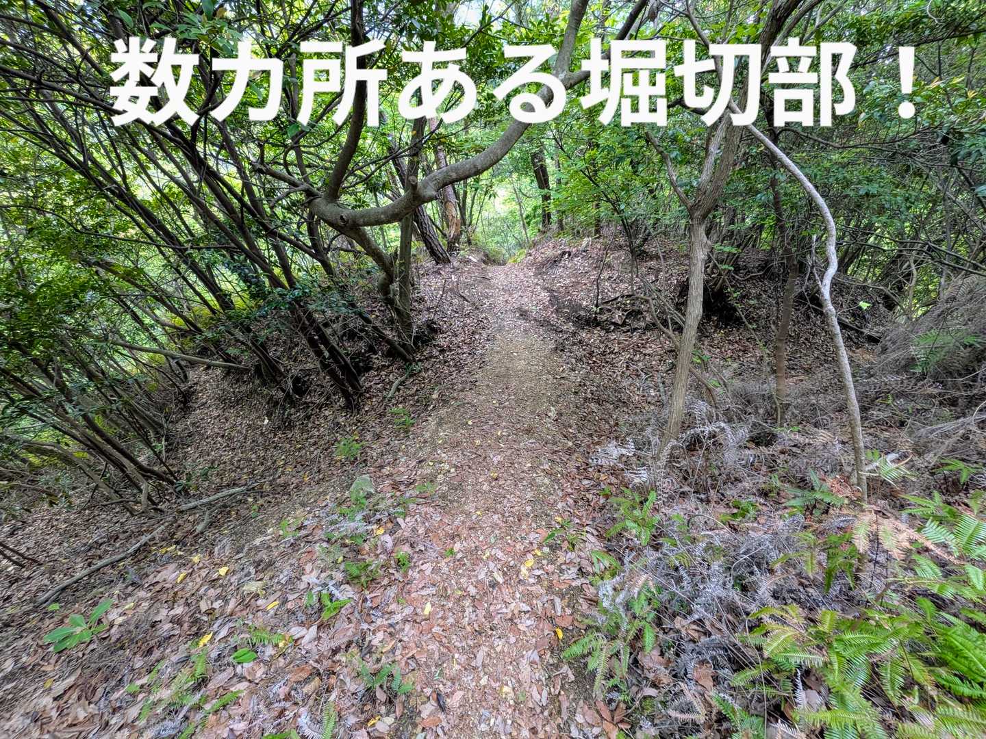 何箇所か堀切もありました🤩