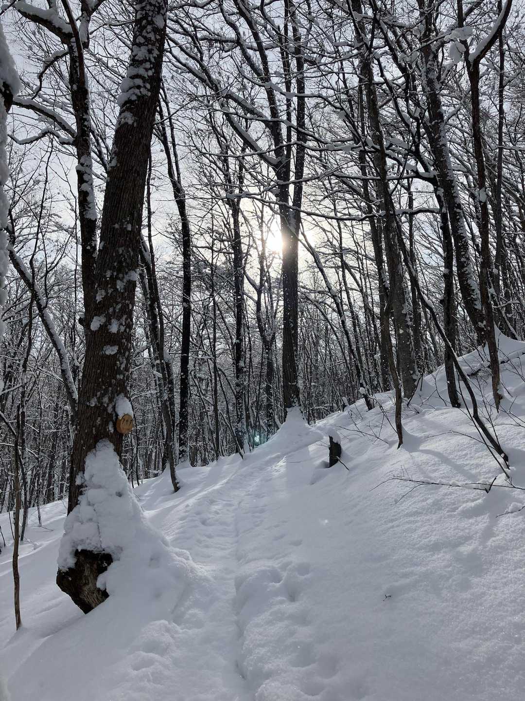 旭山 往復コースの写真