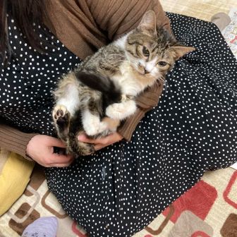 テンテンと歩く