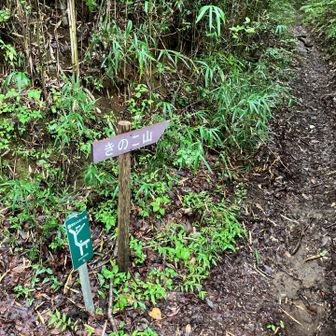 草木が生い茂った山道 慎重に進みます🐢
