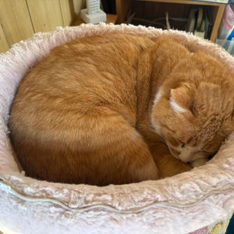 さんじゅーろーは受付で休憩中🐱